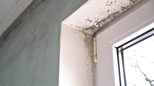 Best Localized Mold Remediation (e.g., coastal areas, humid climates) in Colony Rk, PA