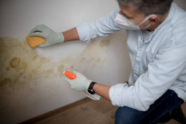Best Basement Mold Remediation in Colony Rk, PA