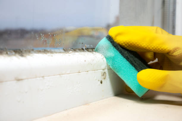 Best Emergency Mold Remediation in Colony Rk, PA