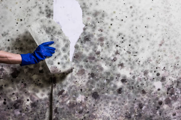 Best DIY Mold Remediation Support Services in Colony Rk, PA